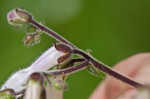 Eastern gray beardstongue